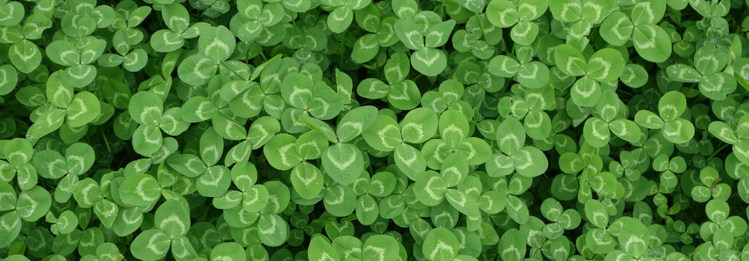 field of clovers