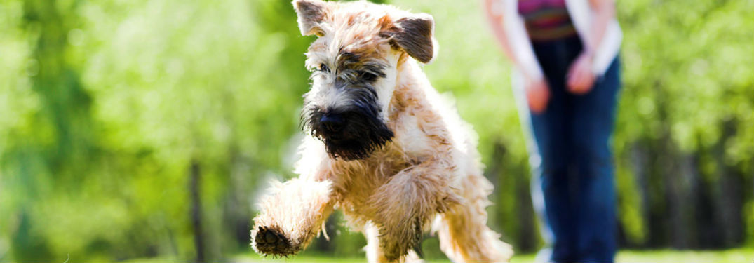 dog playing with a ball