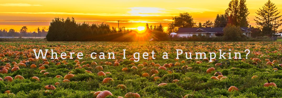 Where can I get a pumpkin with sunset in background