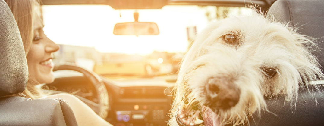 Woman and Dog in Car