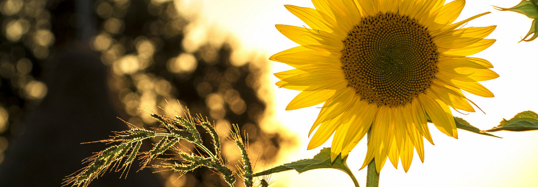 close up of sunflower with trees and sun behind it