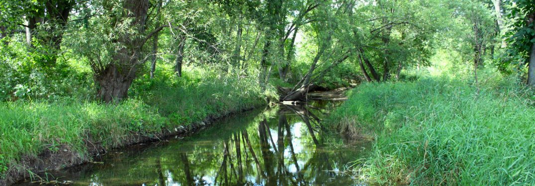 creek surrounded by grass and trees