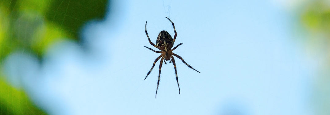 spider floating on a web