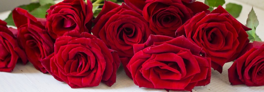 Group of roses situated for Valentine's Day
