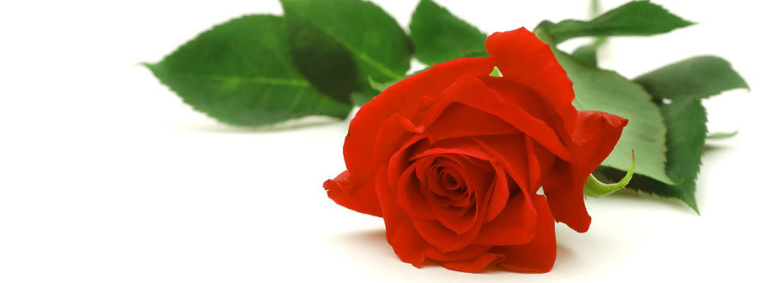 Single red rose with white background