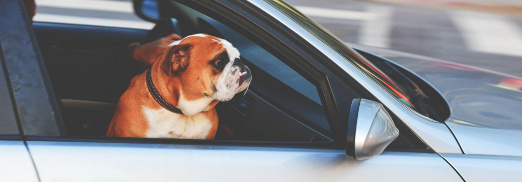 are dogs allowed on front seat of car