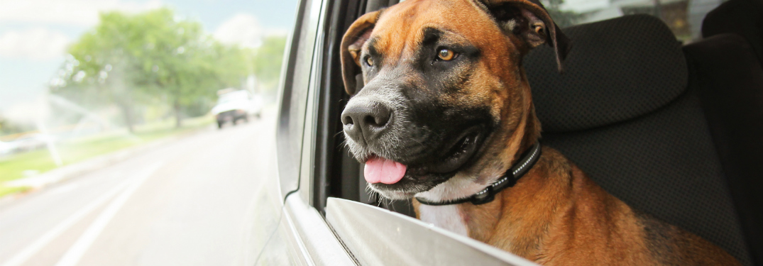 dog sticking his head out of a car window
