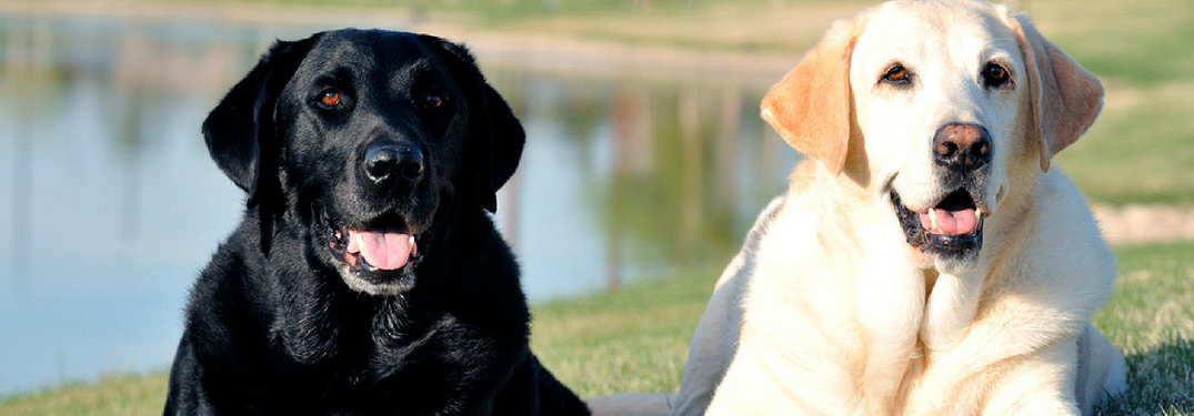two dogs laying down