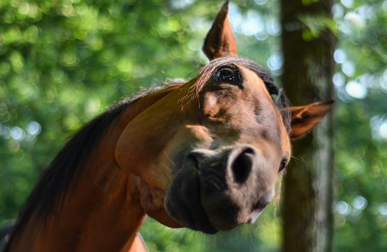 A horse twists its head up to look goofily into the camera