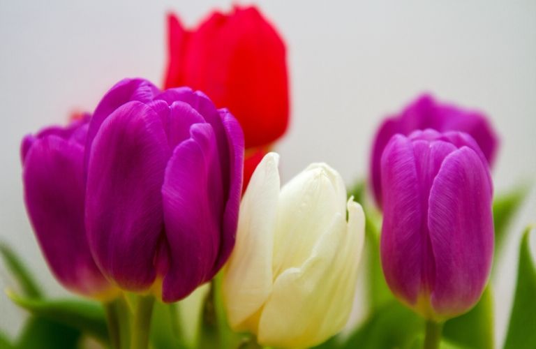 Colorful spring tulips