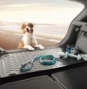 dog in cargo area