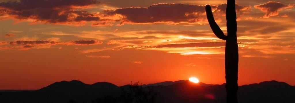 Silhouette of Desert Cactus at Sunset