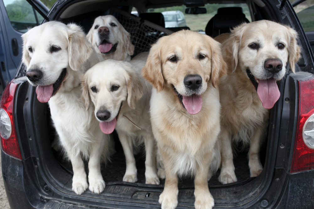 traveling_with_pets_miami_lakes_automall