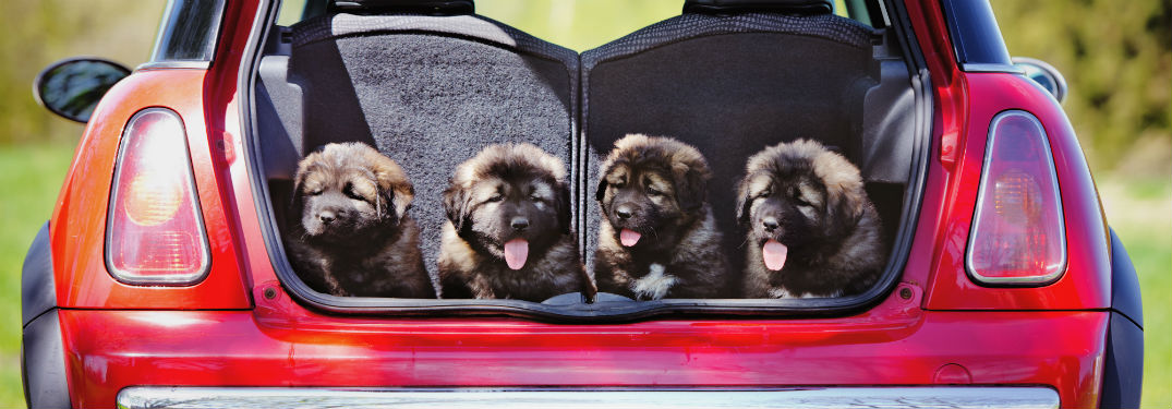 Group of puppies in the open trunk of a vehicle