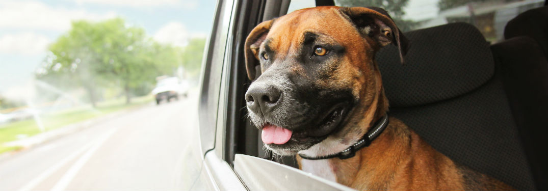 Boxer pitbull mix staring out open window in car