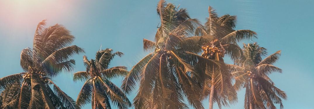 Palm trees on a bright summer day