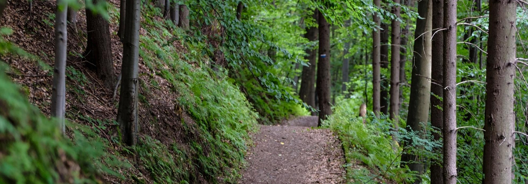 A dirt hiking trail in the forest