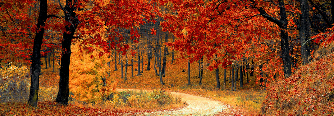 A forest path in the fall