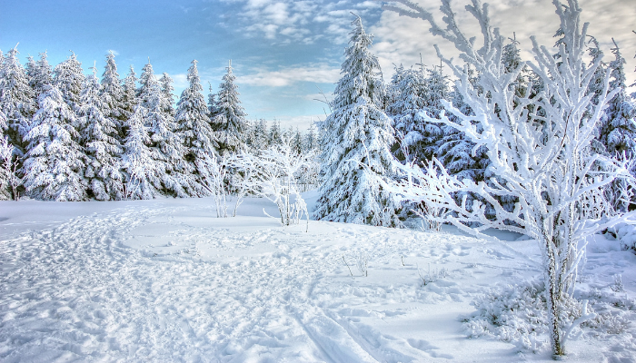 A forest in winter