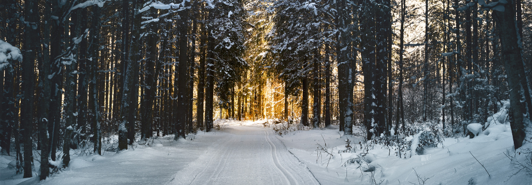 A dark forest in the snow