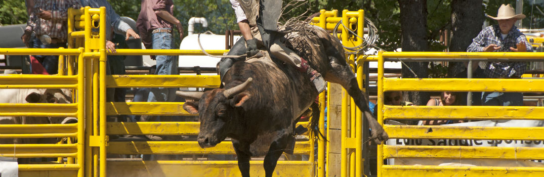 Man Riding a Bull at the Rodeo