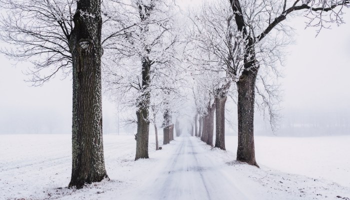 A trail covered in snow