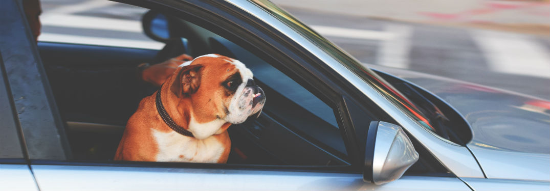 dog riding in passenger seat of car with window down