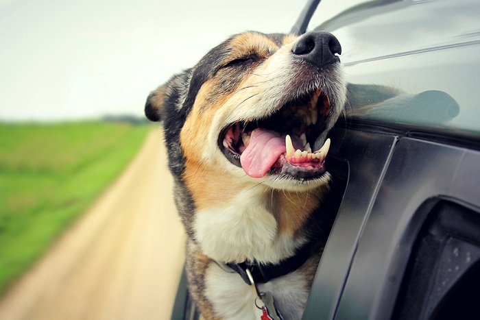 pet friendly Nissan cars in Richmond, KY