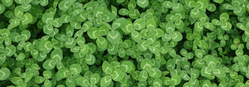 A patch of shamrocks