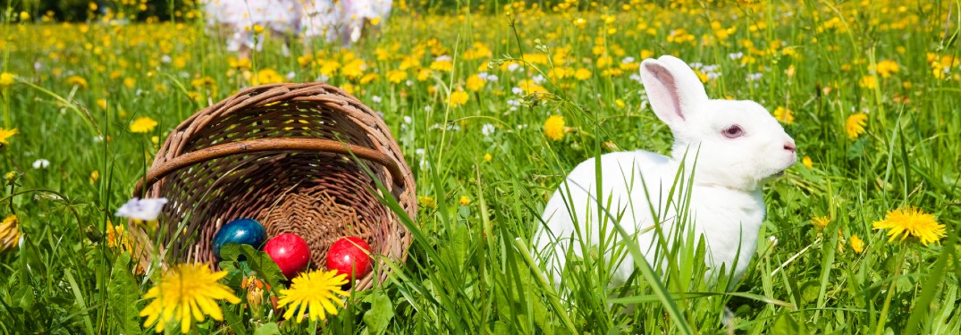 A white rabbit sitting to the right of an Easter basket in the grass.