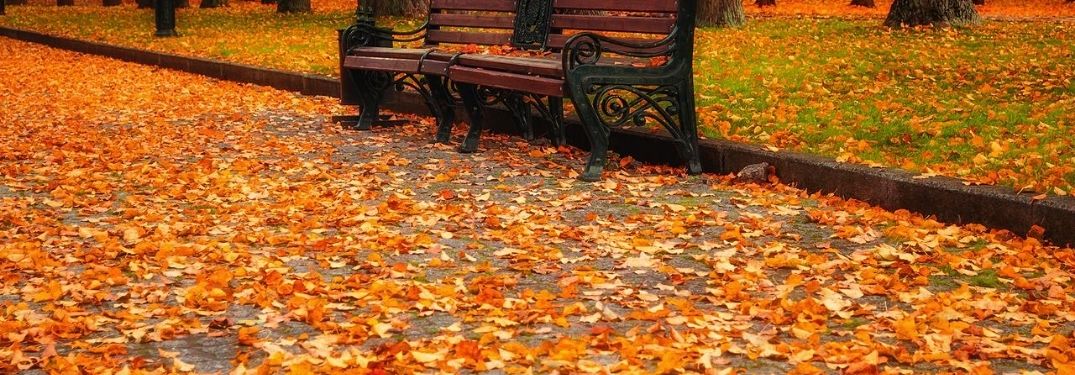 Fall outside with leaves all on the ground