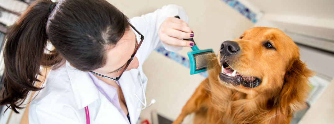 A stock photo of a very cute dog being brushed