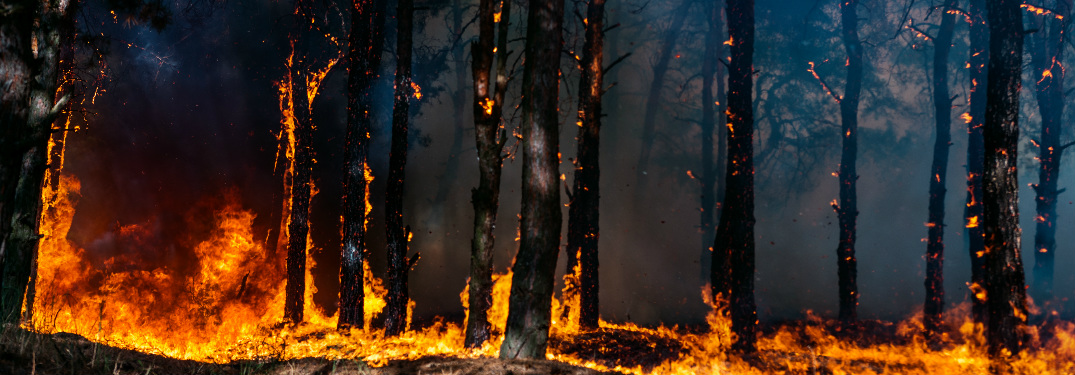 A wildfire ravaging a pine forest