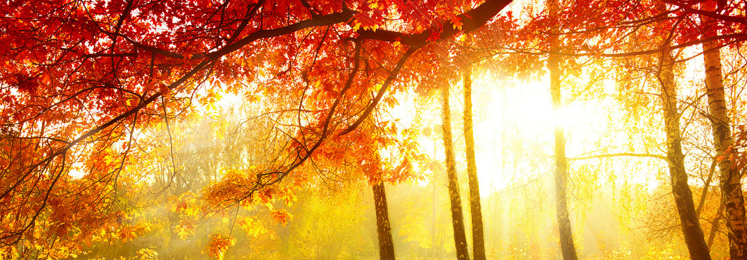 Fall leaves