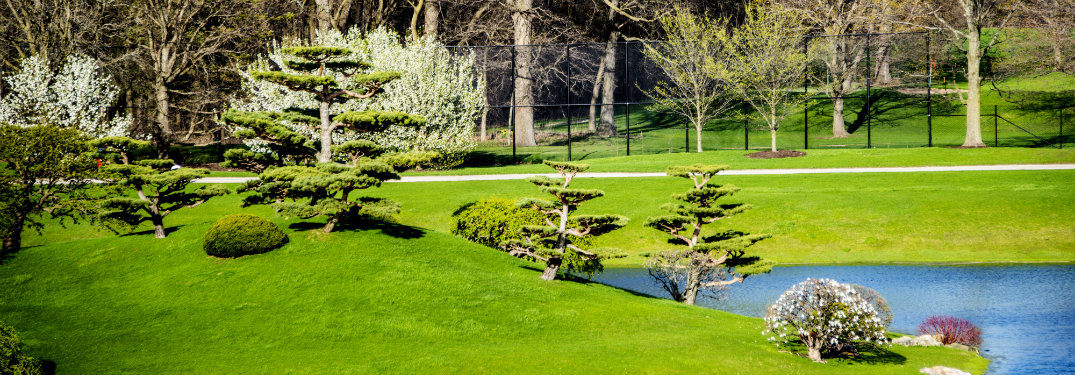 grassy field and trees by water