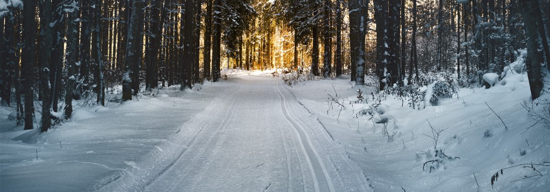 winter road through the woods