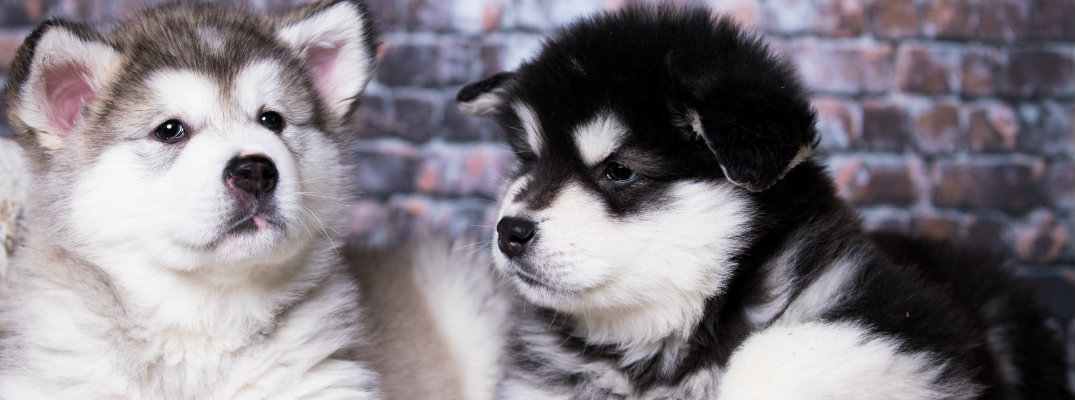 Pair of Alaskan Malamute puppies