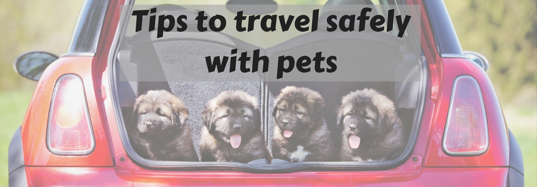 dogs in open cargo area of vehicle, tips to travel safely with pets