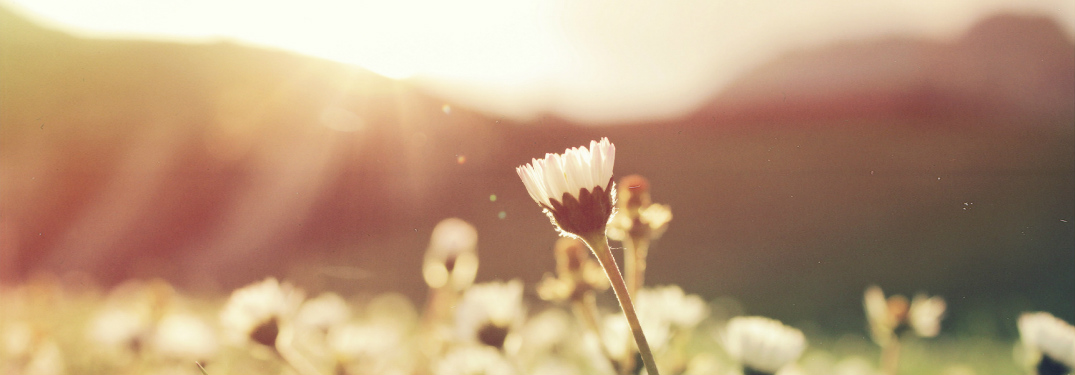 dandelion in meadow of grass with sun setting behind it