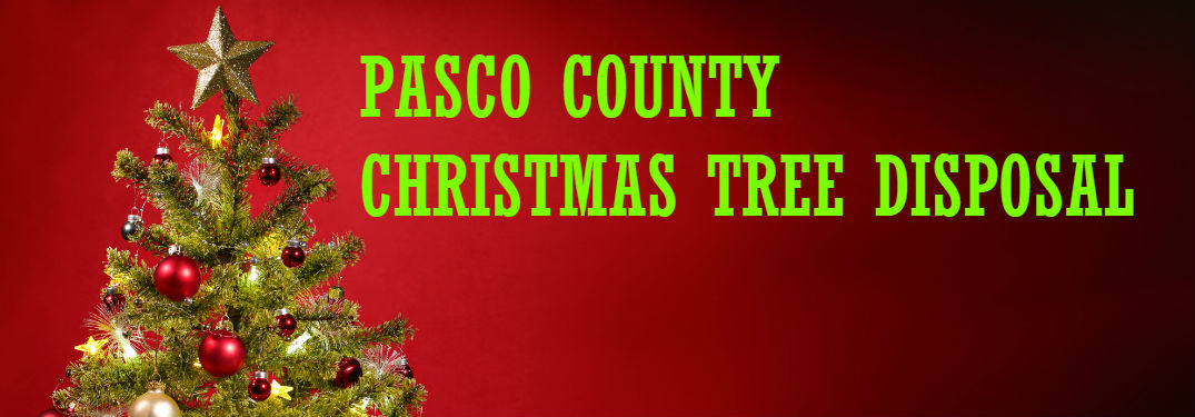 christmas tree against red background with pasco country christmas tree disposal text overlaid