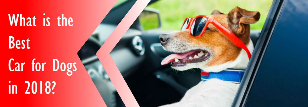 dog driving car in front seat with Best car for dogs 2018 in text overlaid