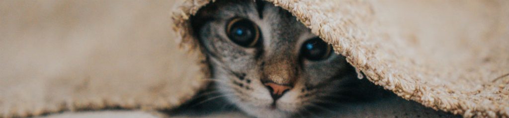 kitten under the covers