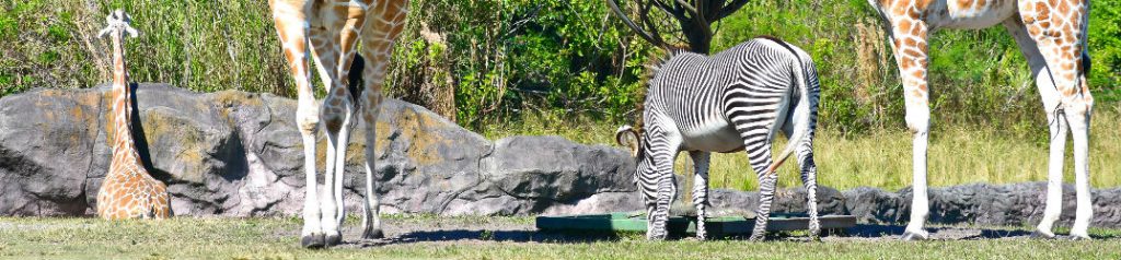 Zebra and giraffes at zoo