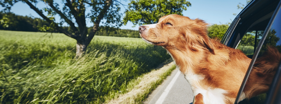 Dog leaning head out of car window