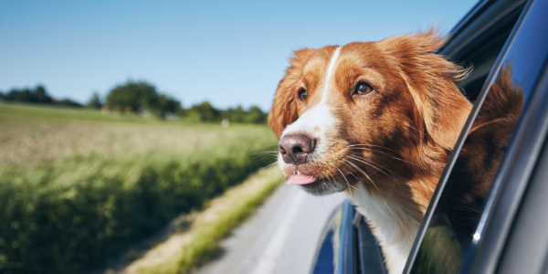 Dog with head out of car window