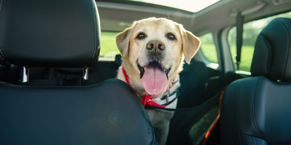 Dog with tongue out in car