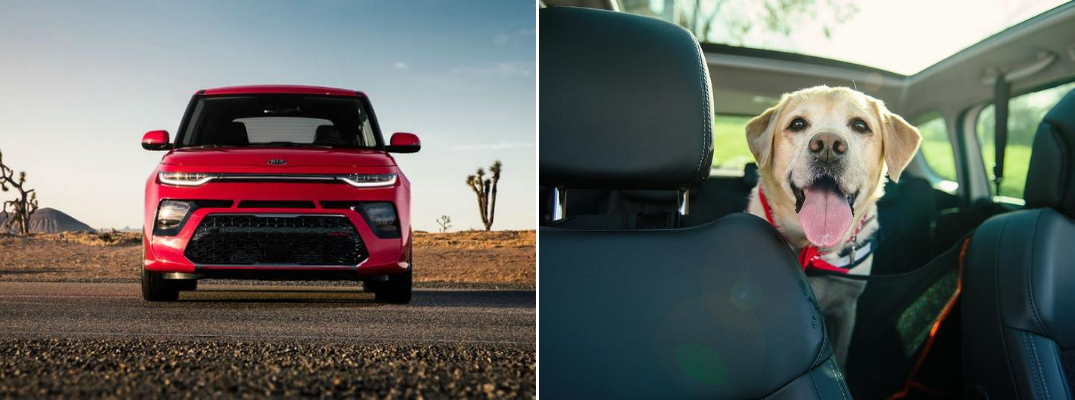 Front view of red 2020 Kia Soul and happy dog in vehicle