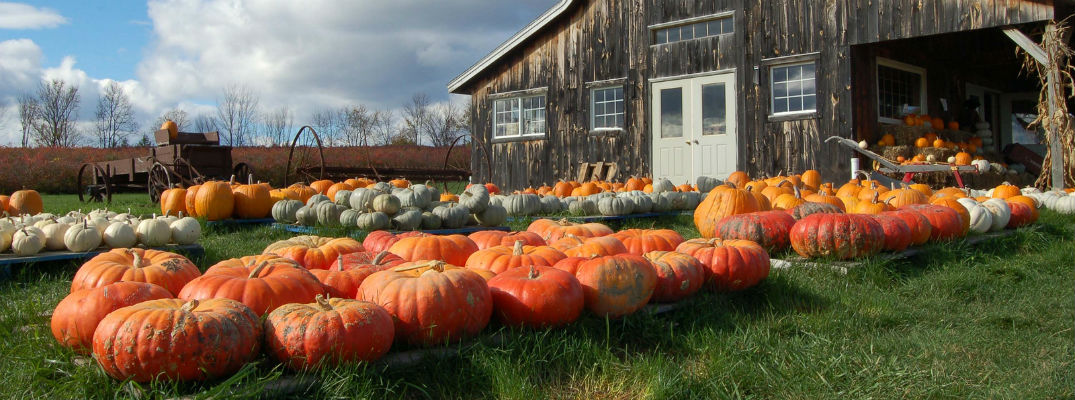 Barn with pumpkins filling front yard