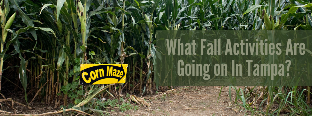 Image of corn maze with green "What Fall Activities are Going on in Tampa?" text