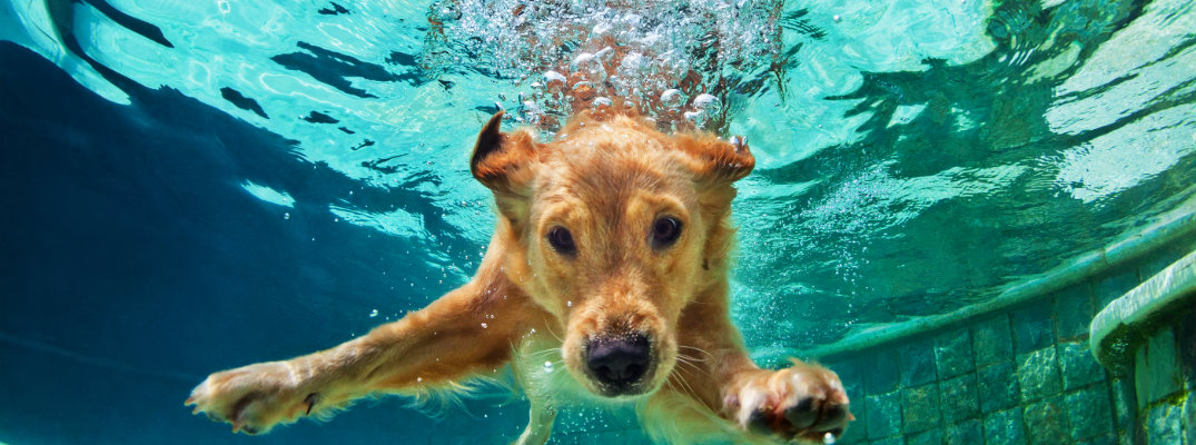 Golden Dog Dives Into Water Cause Hes A Good Boy